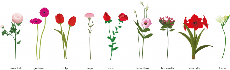 Flowers - illustration for florist